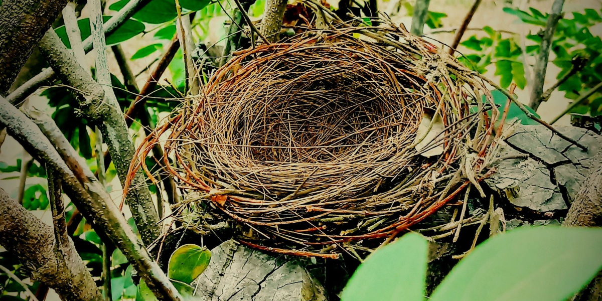 Empty Nesting